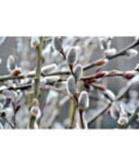 Giant White Pussy Willow (Salix chaenomeloides) 4&quot; Pot Size - £34.56 GBP