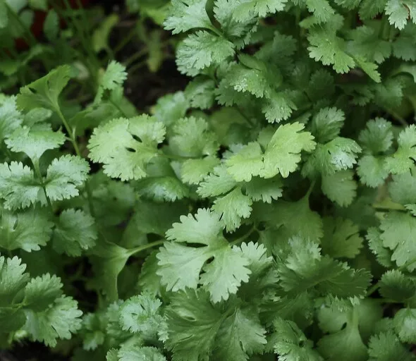 Slow Bolt Cilantro (Coriander) Seeds Organic - £3.07 GBP