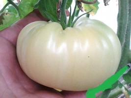 Fresh Seeds Ukraine Purely White Giant Tomato Organic Seeds - £8.16 GBP