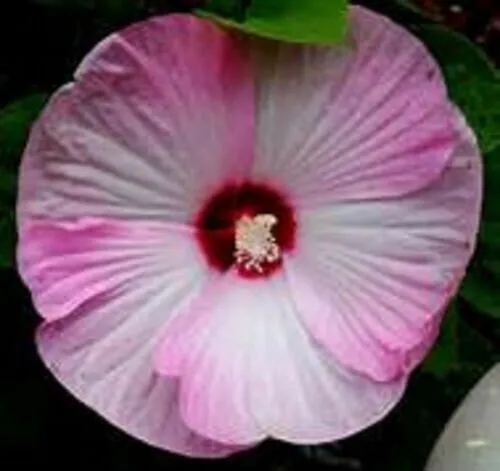 Hibiscus Dwarf Pink Hibiscus 12 Seeds Giant Exotic Coral Fresh Garden - £9.43 GBP