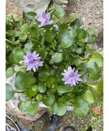 (8) Water Hyacinth Koi Pond Floating Plants Rid Algae BioFilter LARGE Ju... - $38.00