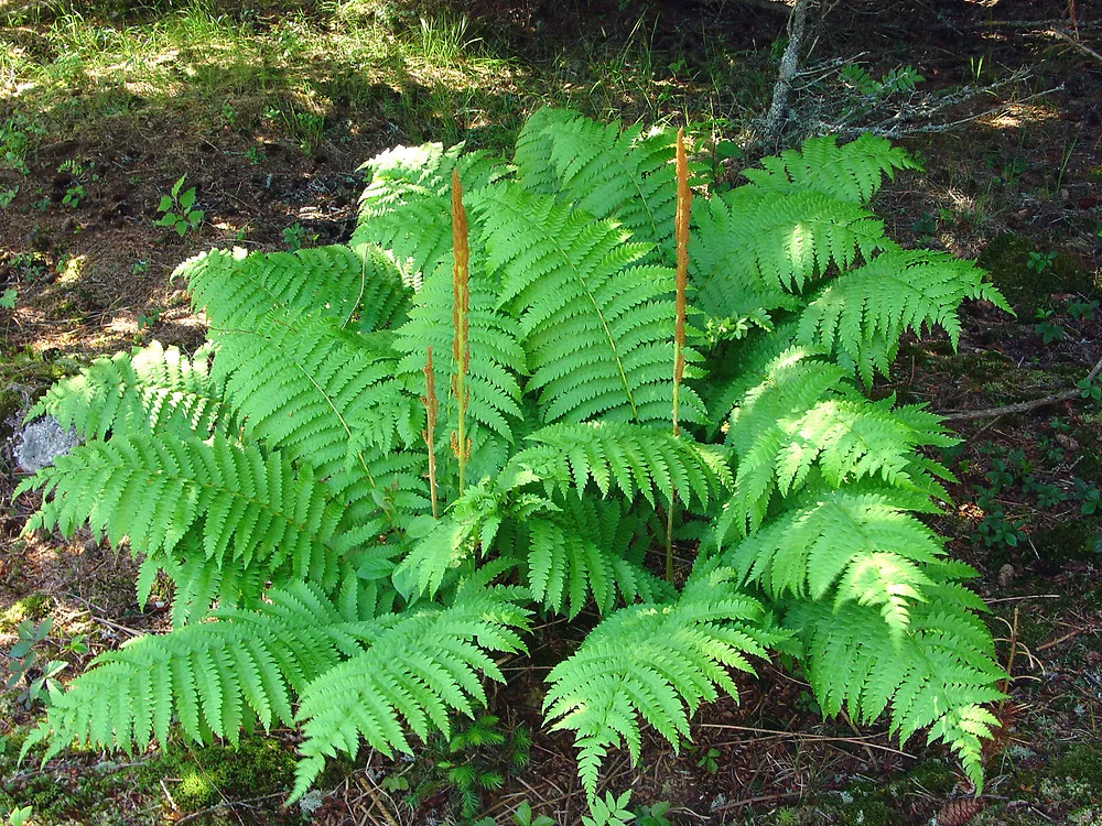 CINNAMON FERN 5 rhizome root (osmundastrum cinnamomeum) - £43.20 GBP