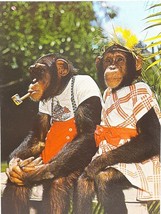 Monkey Jungle Smoking Pipe Florida Vintage Postcard Unposted Seminole Miami - £7.27 GBP