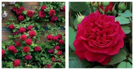 150 'Tess of the d'Urbervilles' Dark Red Climbing Rose Plant Flower Seeds - $22.99