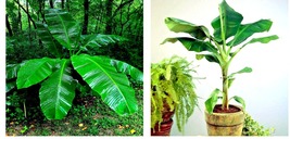 &quot;DWARF&quot; Cavendish BANANA Tree 10 Seeds Musa acuminata Hardy Tropical Fruit Plant - £17.67 GBP