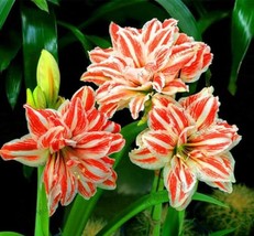 US Seller True Amaryllis Bulb White Red Flowers New Fresh Seeds - £12.29 GBP