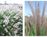 60 seeds Kikuyu Grass Seeds, Pennisetum Alopecuroides Ornamental Grass - £12.68 GBP