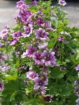 GIB Malva Zebrina 25 Seeds - £7.24 GBP