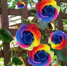 200 pcs Climbing Rose Seeds - Rainbow Color FROM GARDEN - £7.00 GBP