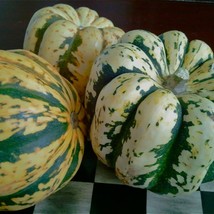 New Fresh Seeds Squash Seeds Sweet Dumpling Winter Squash Fast Ship - £12.13 GBP