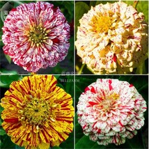 BELLFARM 50PCS 6 Types Of Colourful Zinnia Flowers Seeds Perennial Home Garden p - £4.13 GBP