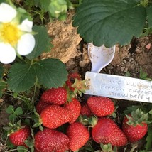 US Seller 10 Mara Des Bois Strawberry Seeds Medlarge Berries - £11.58 GBP