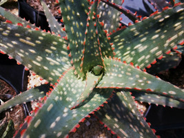 Aloe cultivar FANG exotic hybrid rare color succulent cactus cacti seed 10 SEEDS - £7.06 GBP