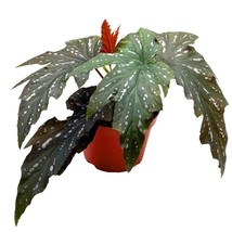 Sophie Cecil Angel Wing, 6 inch Cane Begonia Sophia Fibrous Hybrid - £29.25 GBP