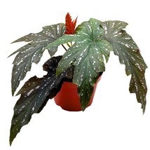 Sophie Cecil Angel Wing, 6 inch Cane Begonia Sophia Fibrous Hybrid - £27.80 GBP