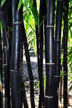 Garden Plants 60 Black Bamboo Seeds Bambusaceae  - £3.59 GBP