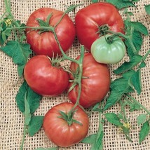 Fresh Garden Italian Tree / Trip-L- Crop Tomato Seeds | Heirloom Variety - £7.58 GBP