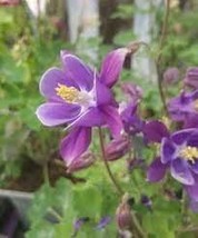 50 Perennial Purple Columbine Seeds - $133.40 MXN