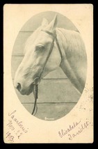 Vintage RPPC Postcard 1903 UDB Arabian Horse Photo Saarlouis Germany - £11.60 GBP