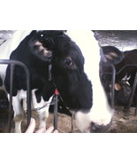 Organic Dry Cow Manure - £5.53 GBP
