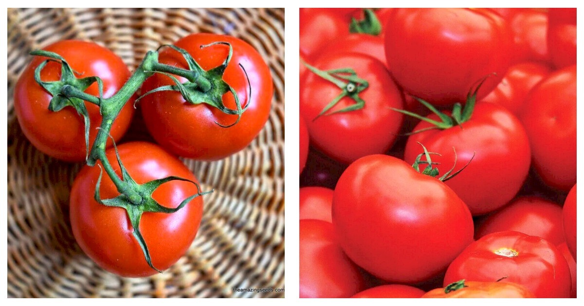 Primary image for 150 Seeds Floradade Tomato Seeds Fresh Garden Seeds FREE SHIP