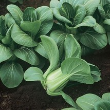 Mei Qing Choi Seeds Asian Greens Pak Choi USA Fast Shipping - $14.40