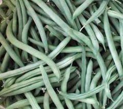 RAFHSTORE Bean Provider Bush Heirloom 20 Seeds Non Gmo Green Beans Vegetable US  - £7.18 GBP