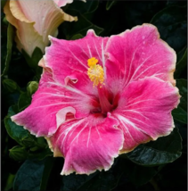 20 Pink White Tips Hibiscus Seeds Flowers Seed Perennial Flowers - £12.00 GBP