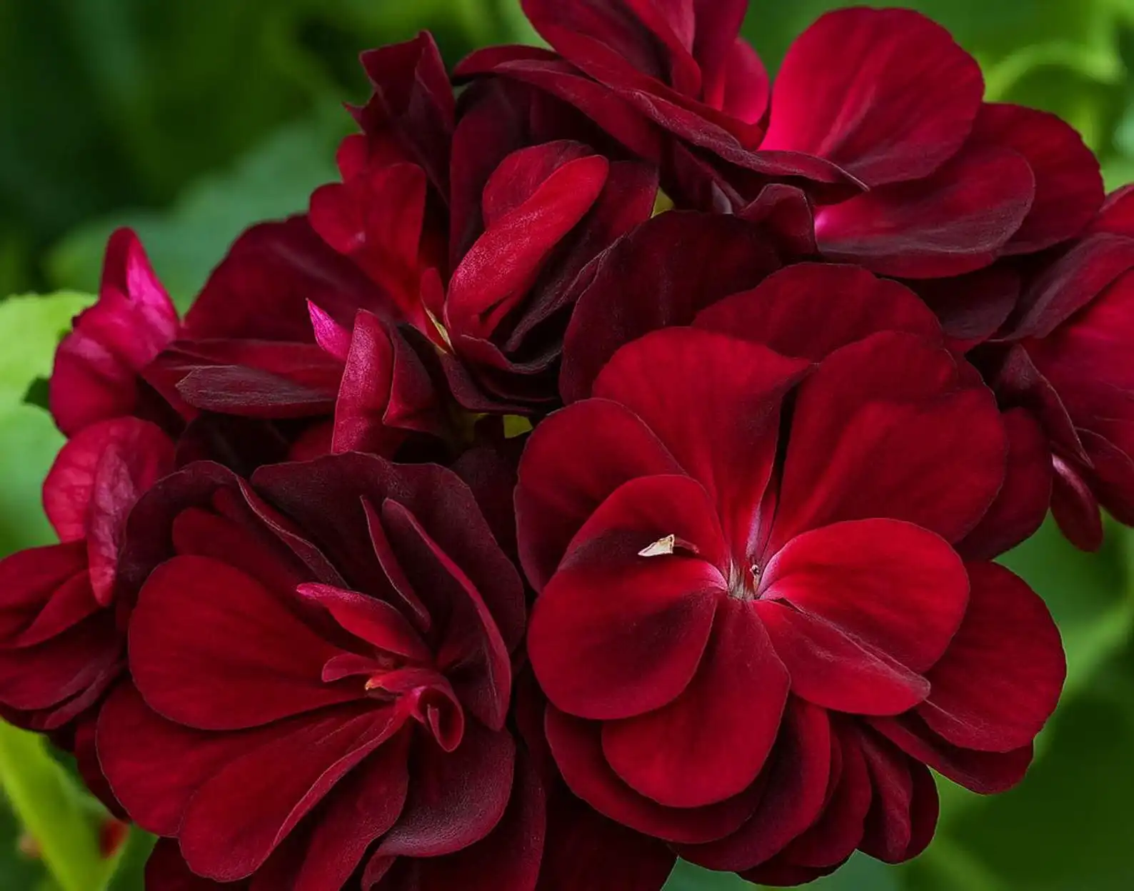 25 Precision Dark Burgundy Ivy Leaf Geranium Seeds, Flower for Baskets - €11,11 EUR