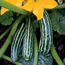 25 Cocozelle (Striped) Zucchini Squash Seeds  Planting    From US - £8.31 GBP