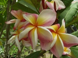 Lydia&#39;s Rainbow Hawaiian  Plumeria Frangipani tip cutting Fragrant Rare Exotic - £11.25 GBP