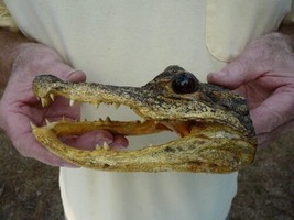 (G-Def-53) 6-1/8&quot; Deformed Gator Alligator Aligator Head Teeth Taxidermy Weird - £55.29 GBP