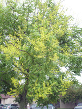 30 Golden Rain Tree Seeds Koelreuteria Paniculata Fresh Seeds - $16.24 CAD