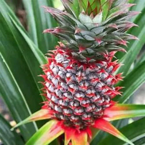 Live Pineapple Plant Florida Special Ananas Comosus Edible Fruit Garden - £28.29 GBP
