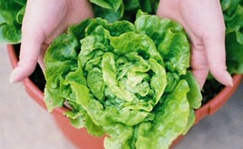 Tom Thumb Bibb Lettuce Seeds Butterhead Lettuce Lettuce Seeds 500Ct Fast Ship US - $12.50