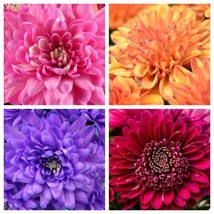 50 Mixed Colors Indian Chrysanthemum Indicum Hardy Mum   - £13.37 GBP