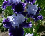 Bearded Iris Flower Purple White Garden Plants 25 Seeds - £4.77 GBP