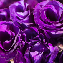 Purple European Rose - 50 Seeds - $6.03