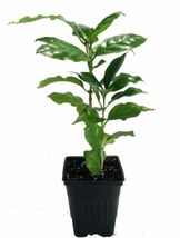 3.5&quot;Pot Live Arabica Coffee Bean Plant Grow &amp; Brew Your Own Coffee Beans - £41.87 GBP