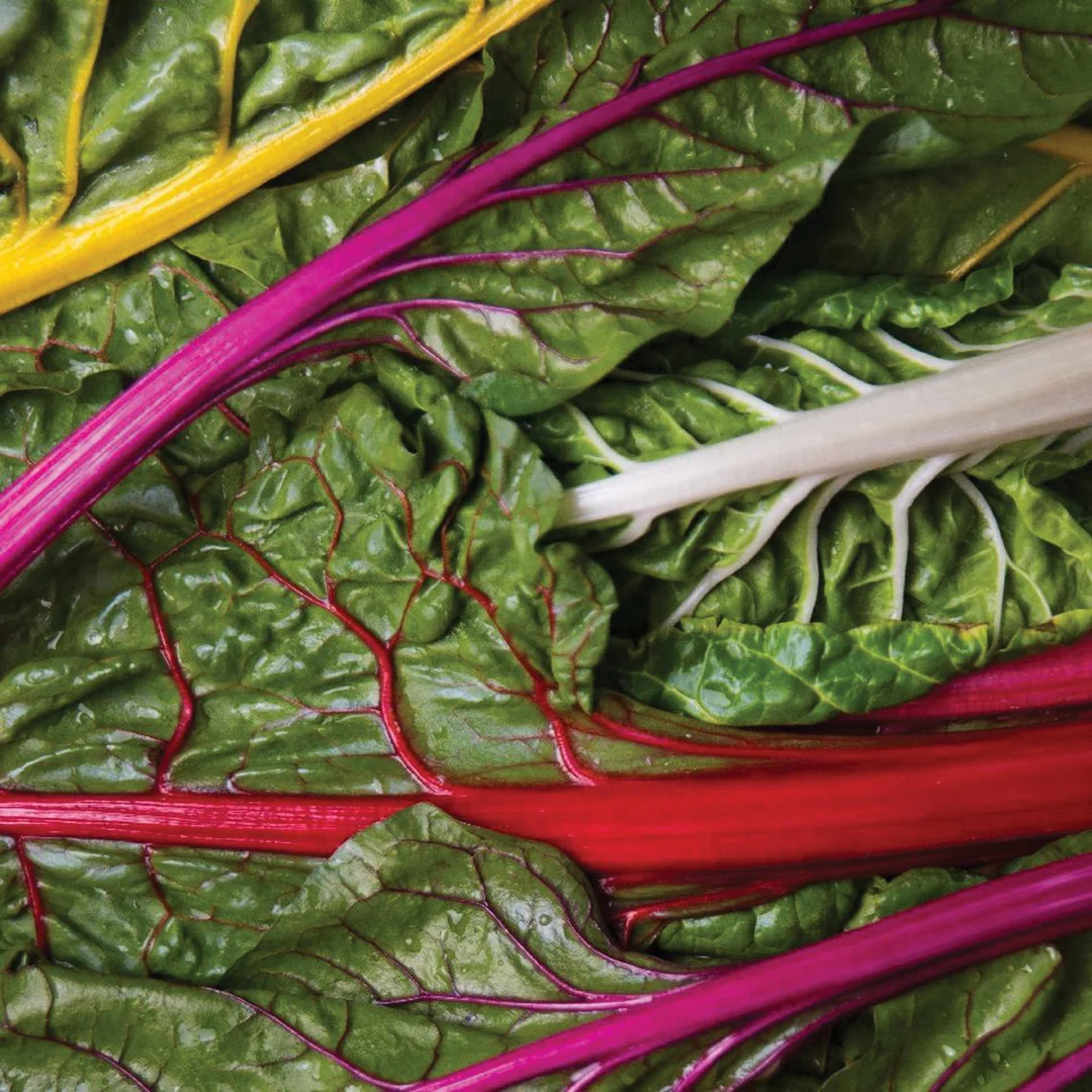 Vibrant Rainbow Swiss Chard Seeds – 200 Heirloom Non-GMO for Garden or S... - $14.92