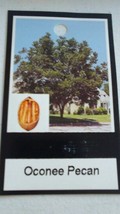 OCONEE PECAN TREE Shade Nut Trees Live Plant Large Pecans Nuts Wood Orchard - $169.70