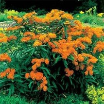 HS Milkweed Swamp  ButterflyAsclepias Tuberosa 25 Seeds  - £4.77 GBP