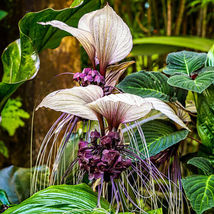 10 White Bat Orchid Flower Seeds (Tacca Integrifolia) Exotic Tropical Ho... - £14.34 GBP