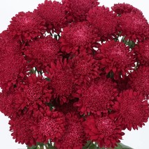 Aster Seeds 50 Seeds Aster Bonita Scarlet Cut Flower Seeds Gardening USA... - $14.09