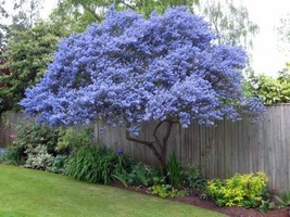 25 Creeping Mountain Lilac Tree Flowers Flower Perennial Seeds  - $18.99