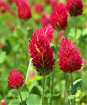 Beautiful Crimson Clover  Seeds 300 Seeds Fast Shipping - £6.37 GBP