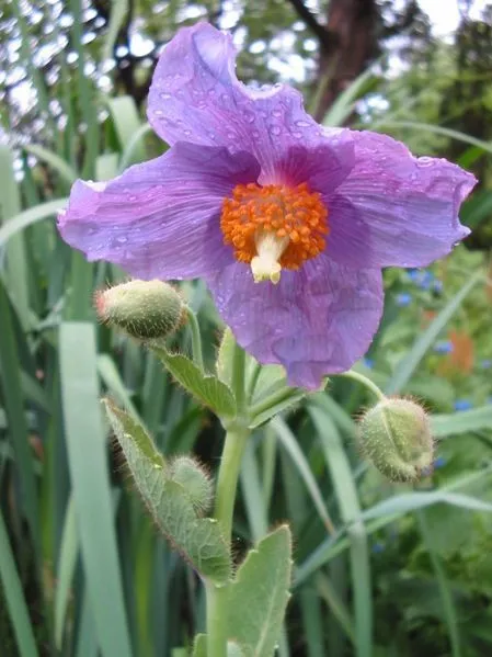 10 Violet Himalayan Poppy Meconopsis Betonicifolia Purple Hensol Flower Seeds Fr - £7.86 GBP