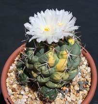 BStore 10 Seeds Store Thelocactus Hexaedrophorus Variegated Exotic Cactus Cacti  - £11.85 GBP