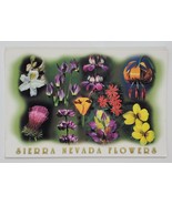 Postcard Sierra Nevada Flowers Mountains California 2003 Poppy Azalea Li... - $11.93