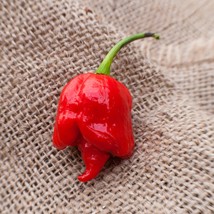 Butch T Variant Trinidad Scorpion Pepper, World Record Holder Fresh Gard... - £9.73 GBP